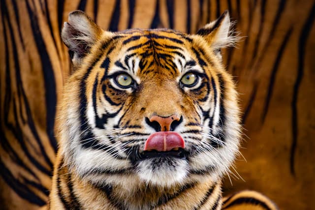 Tiger Sticking Out Tongue