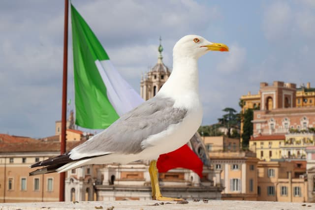Seagull at the Equestrian Statue of Vittorio Emanuele II