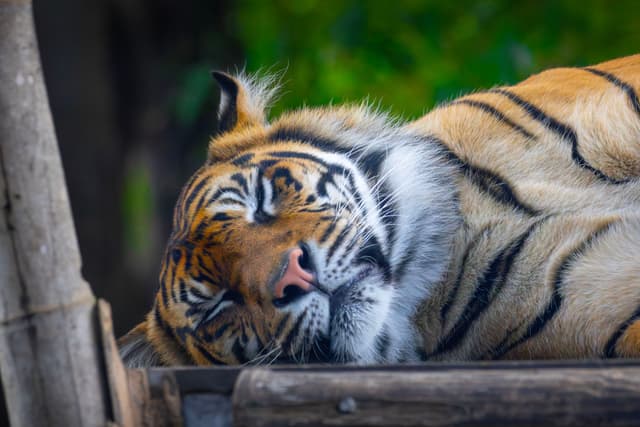 Tiger Sleeping