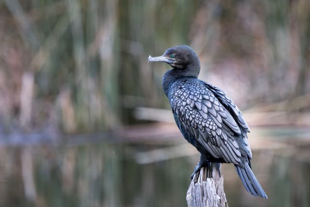Little Black Cormorant
