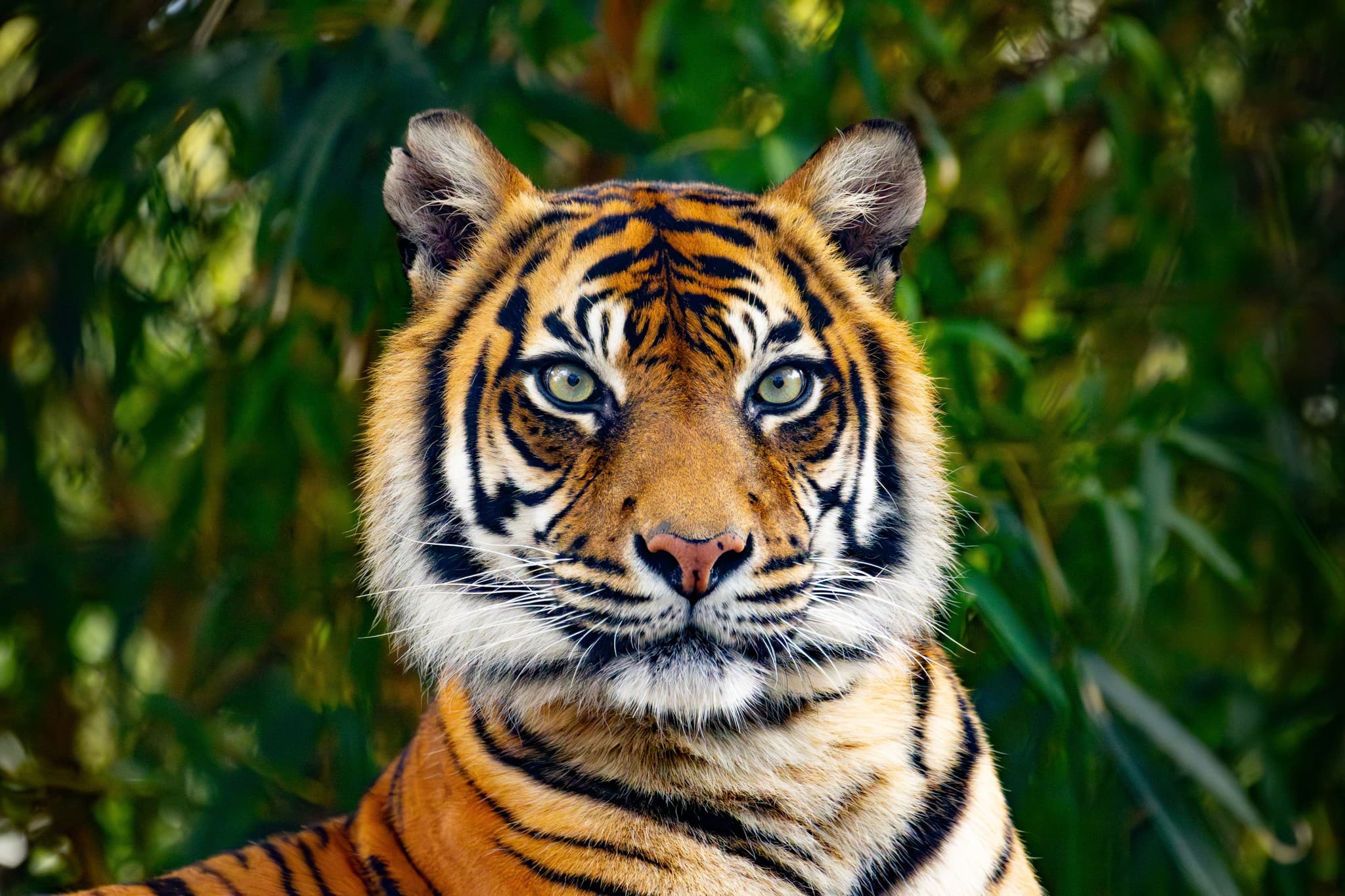 Tiger Staring