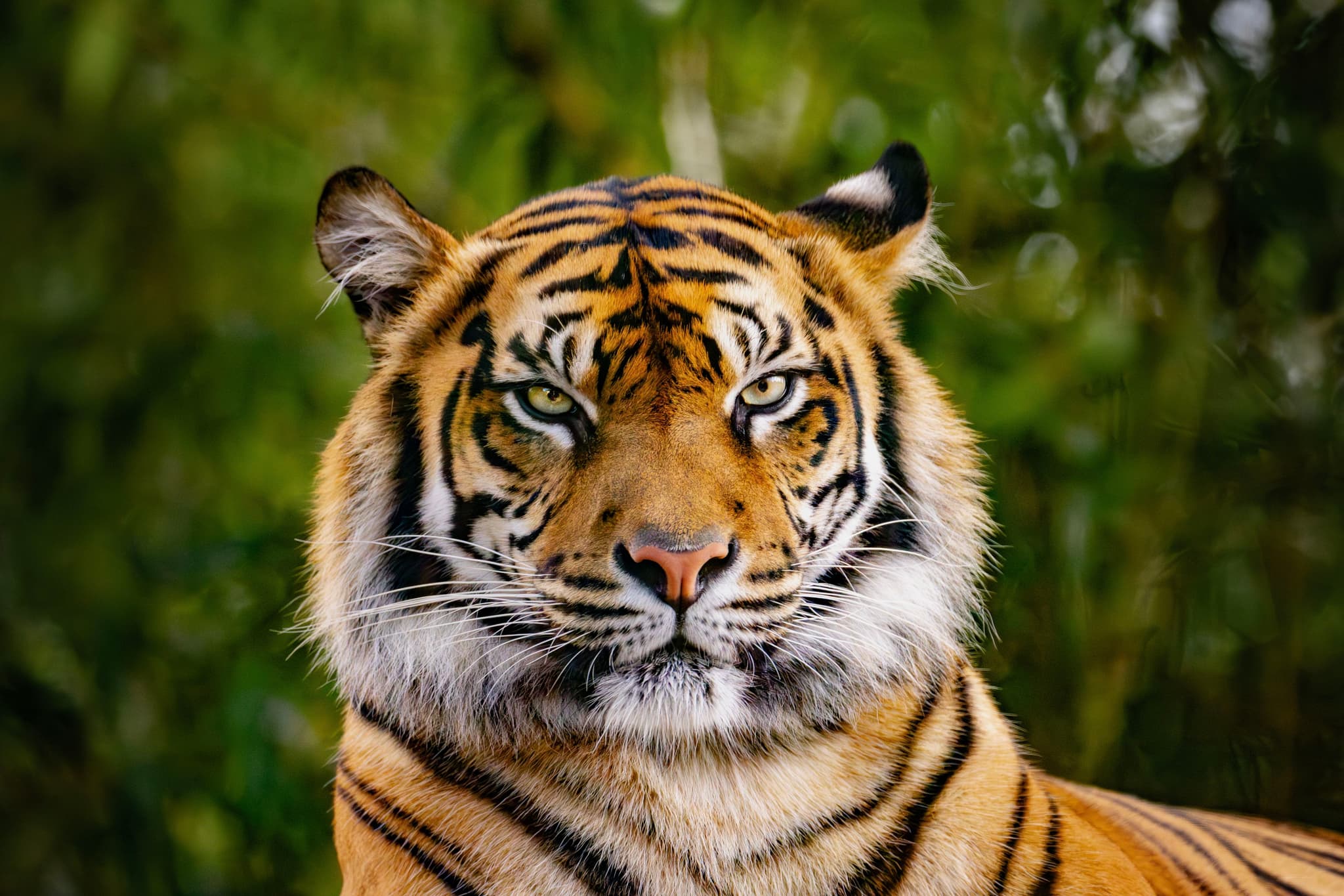 Tiger Staring