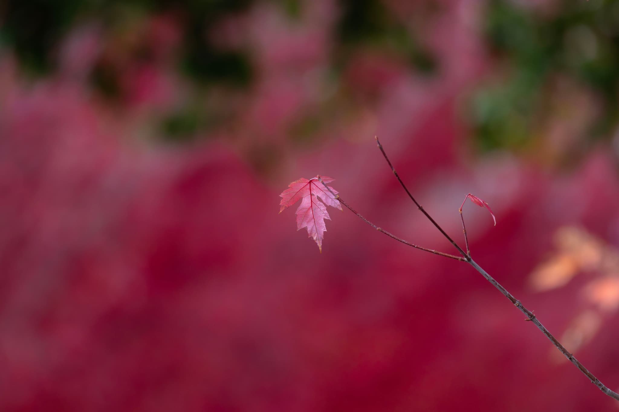 Autumn Leaf